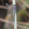 J01_3847 Orthetrum trinacria imm male